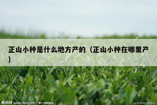 正山小种是什么地方产的（正山小种在哪里产）