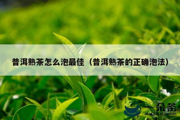 普洱熟茶怎么泡最佳（普洱熟茶的正确泡法）