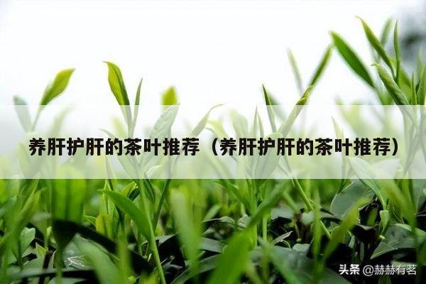 养肝护肝的茶叶推荐（养肝护肝的茶叶推荐）