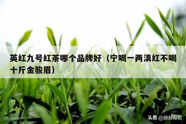 英红九号红茶哪个品牌好（宁喝一两滇红不喝十斤金骏眉）