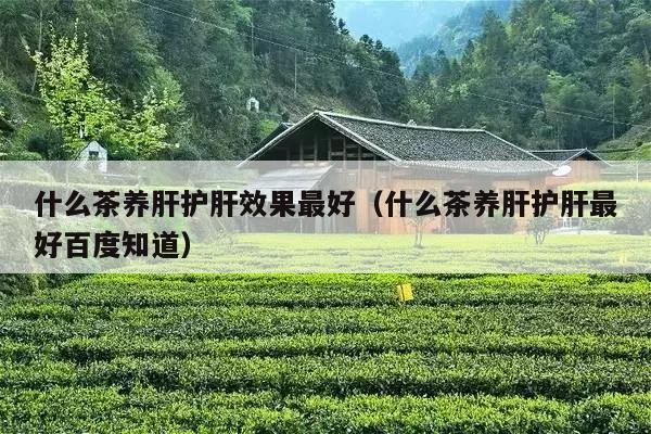 什么茶养肝护肝效果最好（什么茶养肝护肝最好百度知道）