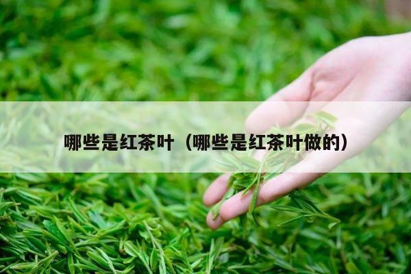 哪些是红茶叶（哪些是红茶叶做的）