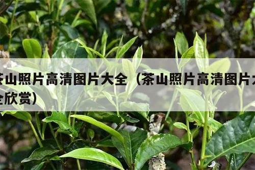 茶山照片高清图片大全（茶山照片高清图片大全欣赏）