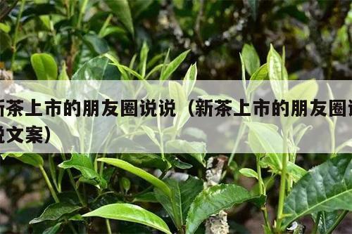 新茶上市的朋友圈说说（新茶上市的朋友圈说说文案）