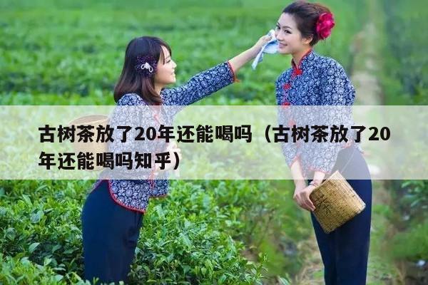 古树茶放了20年还能喝吗（古树茶放了20年还能喝吗知乎）