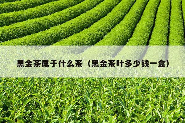 黑金茶属于什么茶（黑金茶叶多少钱一盒）