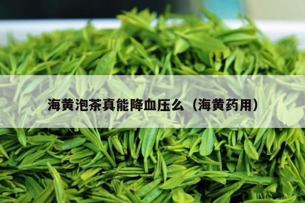 海黄泡茶真能降血压么（海黄药用）