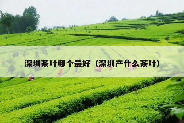 深圳茶叶哪个最好（深圳产什么茶叶）