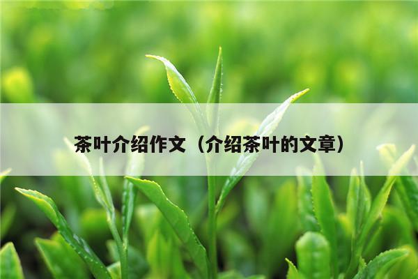 茶叶介绍作文（介绍茶叶的文章）