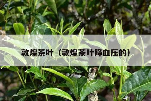 敦煌茶叶（敦煌茶叶降血压的）