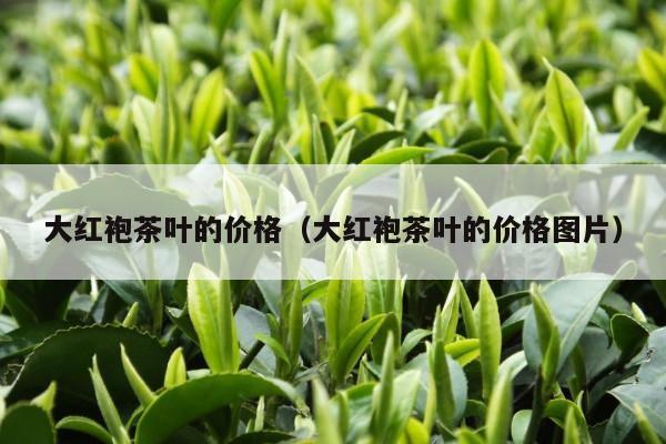 大红袍茶叶的价格（大红袍茶叶的价格图片）