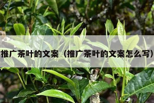 推广茶叶的文案（推广茶叶的文案怎么写）