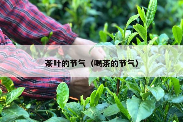 茶叶的节气（喝茶的节气）