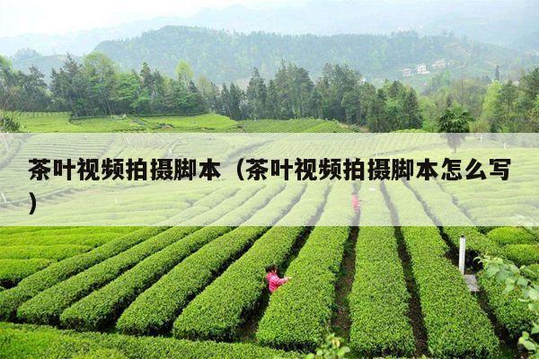 茶叶视频拍摄脚本（茶叶视频拍摄脚本怎么写）