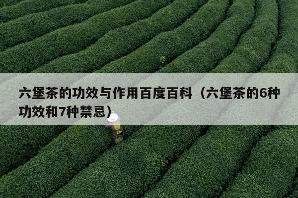 六堡茶的功效与作用百度百科（六堡茶的6种功效和7种禁忌）