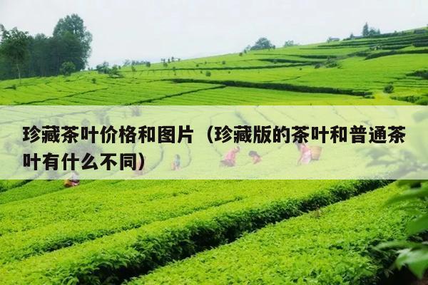 珍藏茶叶价格和图片（珍藏版的茶叶和普通茶叶有什么不同）