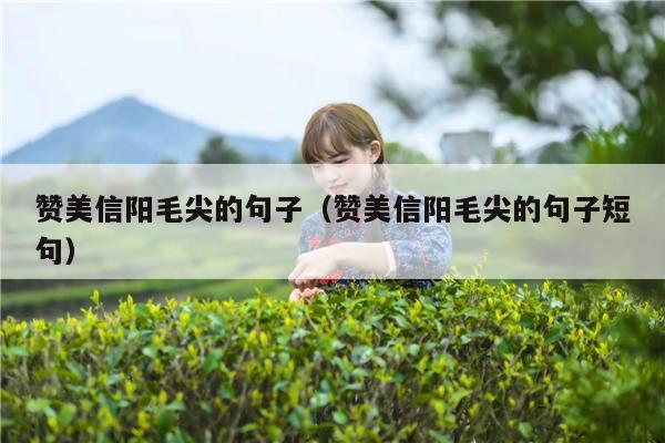 赞美信阳毛尖的句子（赞美信阳毛尖的句子短句）