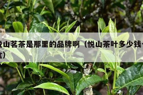 悦山茗茶是那里的品牌啊（悦山茶叶多少钱一盒）