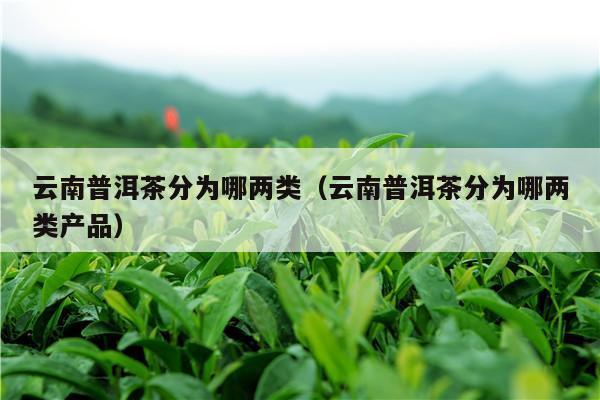 云南普洱茶分为哪两类（云南普洱茶分为哪两类产品）