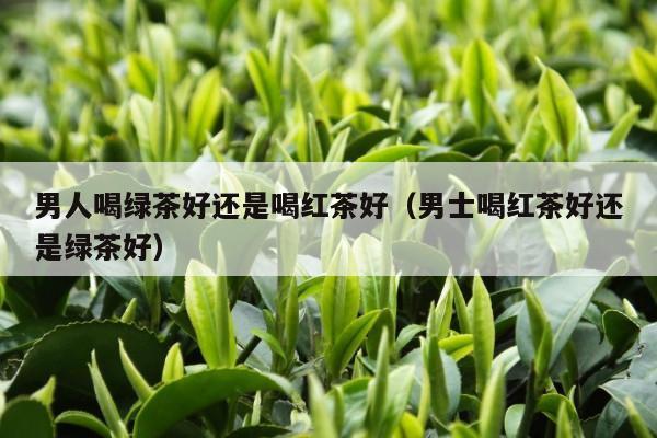 男人喝绿茶好还是喝红茶好（男士喝红茶好还是绿茶好）