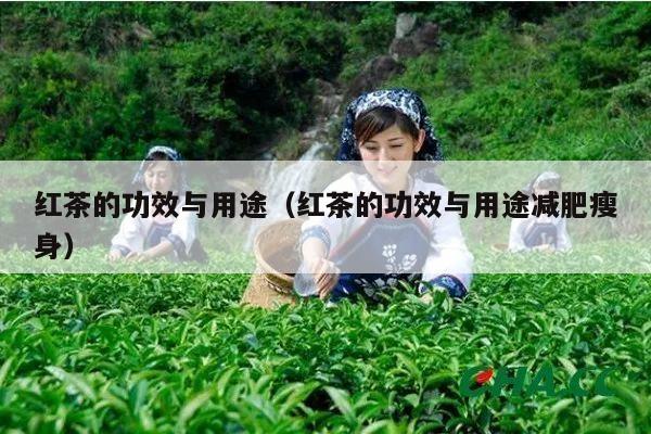 红茶的功效与用途（红茶的功效与用途减肥瘦身）