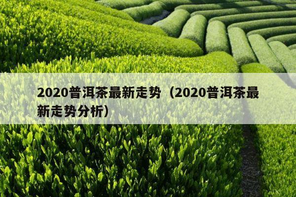 2020普洱茶最新走势（2020普洱茶最新走势分析）