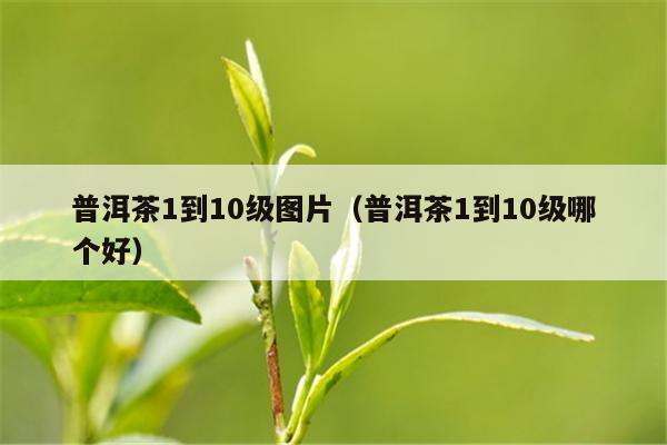 普洱茶1到10级图片（普洱茶1到10级哪个好）