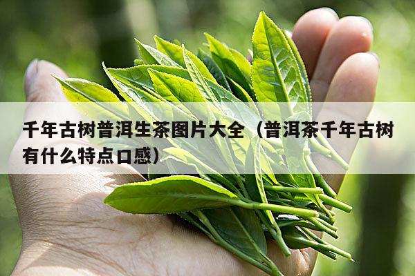 千年古树普洱生茶图片大全（普洱茶千年古树有什么特点口感）