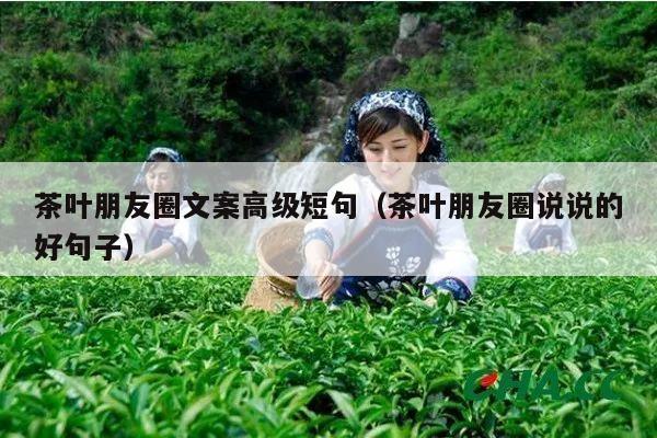 茶叶朋友圈文案高级短句（茶叶朋友圈说说的好句子）