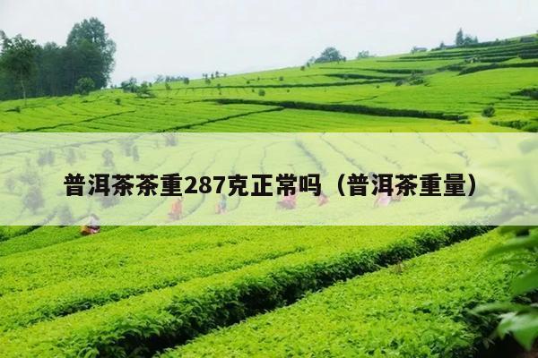 普洱茶茶重287克正常吗（普洱茶重量）