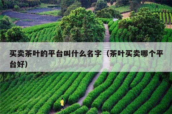 买卖茶叶的平台叫什么名字（茶叶买卖哪个平台好）