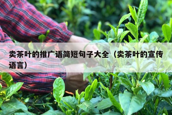 卖茶叶的推广语简短句子大全（卖茶叶的宣传语言）