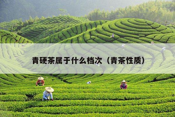 青硬茶属于什么档次（青茶性质）