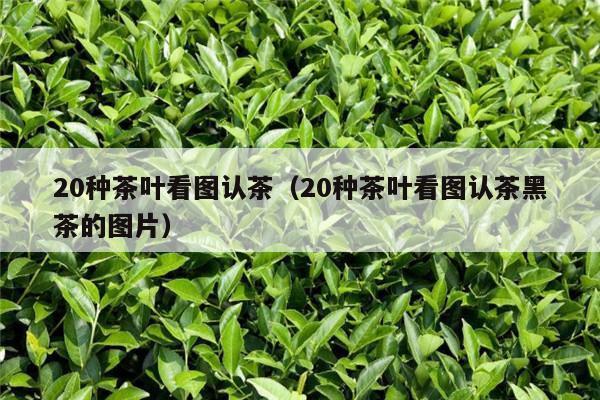 20种茶叶看图认茶（20种茶叶看图认茶黑茶的图片）