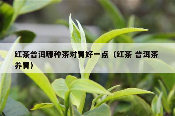 红茶普洱哪种茶对胃好一点（红茶 普洱茶 养胃）