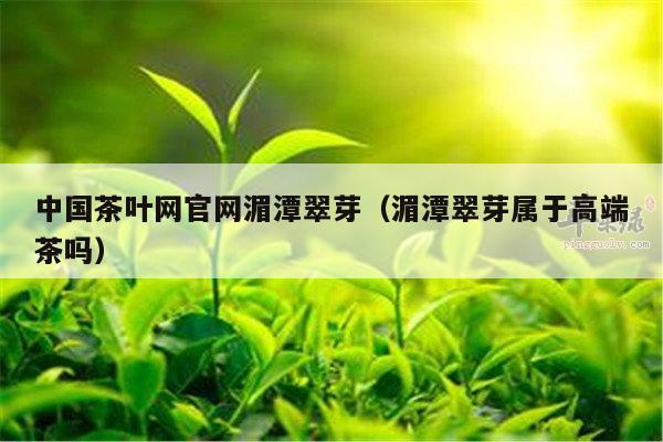 中国茶叶网官网湄潭翠芽（湄潭翠芽属于高端茶吗）