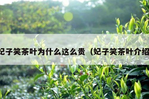 妃子笑茶叶为什么这么贵（妃子笑茶叶介绍）