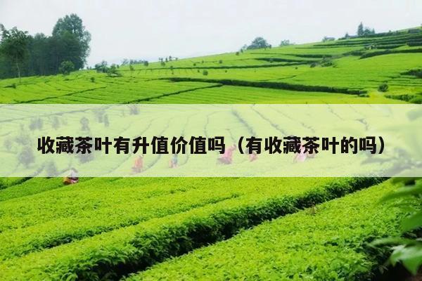 收藏茶叶有升值价值吗（有收藏茶叶的吗）