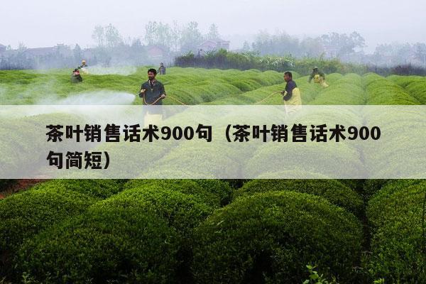 茶叶销售话术900句（茶叶销售话术900句简短）