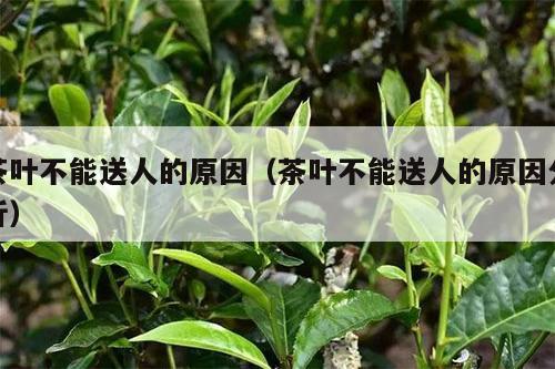 茶叶不能送人的原因（茶叶不能送人的原因分析）