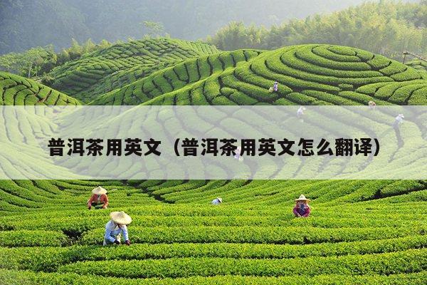 普洱茶用英文（普洱茶用英文怎么翻译）