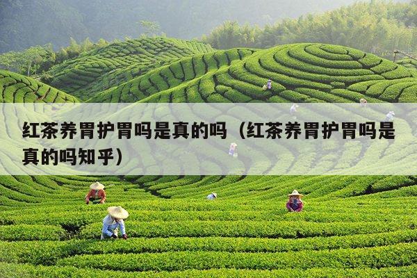 红茶养胃护胃吗是真的吗（红茶养胃护胃吗是真的吗知乎）