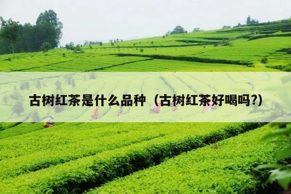 古树红茶是什么品种（古树红茶好喝吗?）