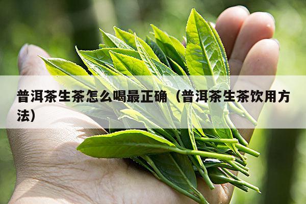 普洱茶生茶怎么喝最正确（普洱茶生茶饮用方法）