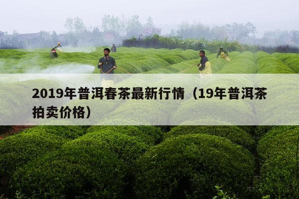 2019年普洱春茶最新行情（19年普洱茶拍卖价格）