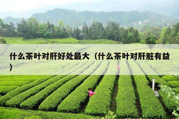 什么茶叶对肝好处最大（什么茶叶对肝脏有益）