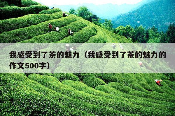 我感受到了茶的魅力（我感受到了茶的魅力的作文500字）