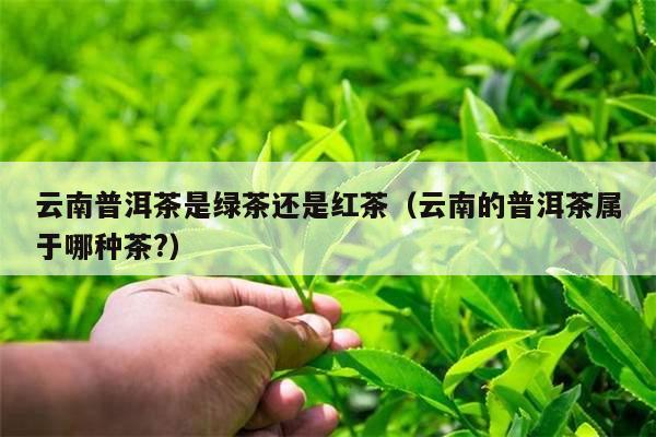 云南普洱茶是绿茶还是红茶（云南的普洱茶属于哪种茶?）