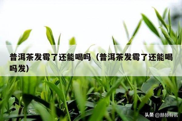 普洱茶发霉了还能喝吗（普洱茶发霉了还能喝吗发）