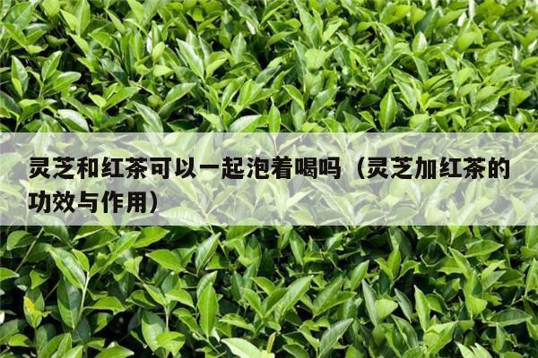 灵芝和红茶可以一起泡着喝吗（灵芝加红茶的功效与作用）